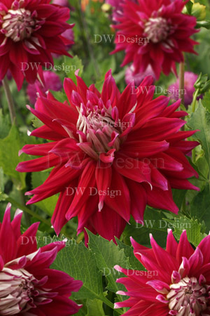 Dahlia AC Dark Horse